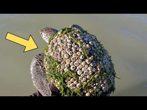Rescuing Sea Turtles Trapped Under a Mountain of Barnacles