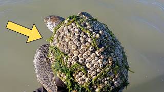 Rescuing Sea Turtles Trapped Under a Mountain of Barnacles