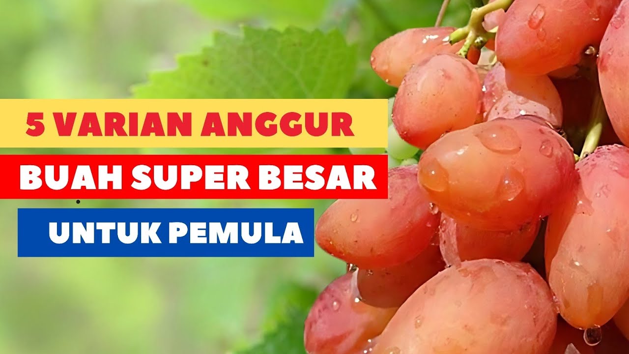 5 Varian Anggur Import Buah Super Besar Bagi Pemula