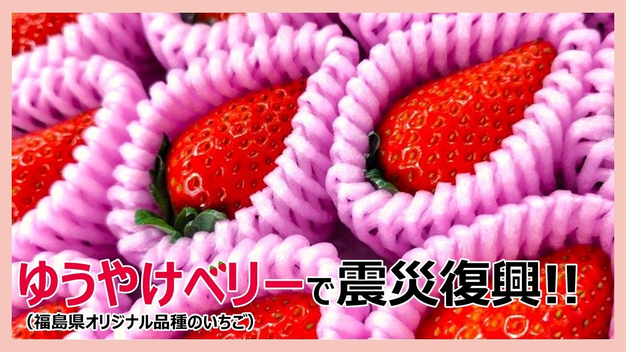 福島県からの発信！！甘い新星”ゆうやけベリー”で震災復興！