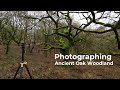 Photographing Ancient Oak Trees