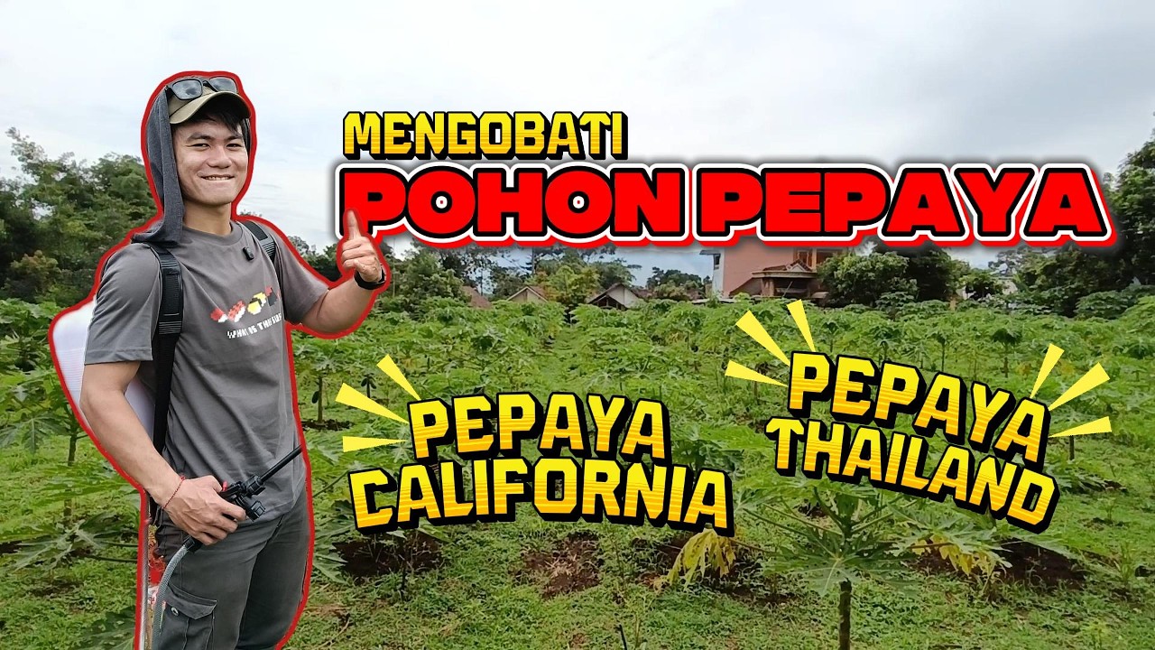 TERSESAT DI PERKEBUNAN PEPAYA‼️😱😱
