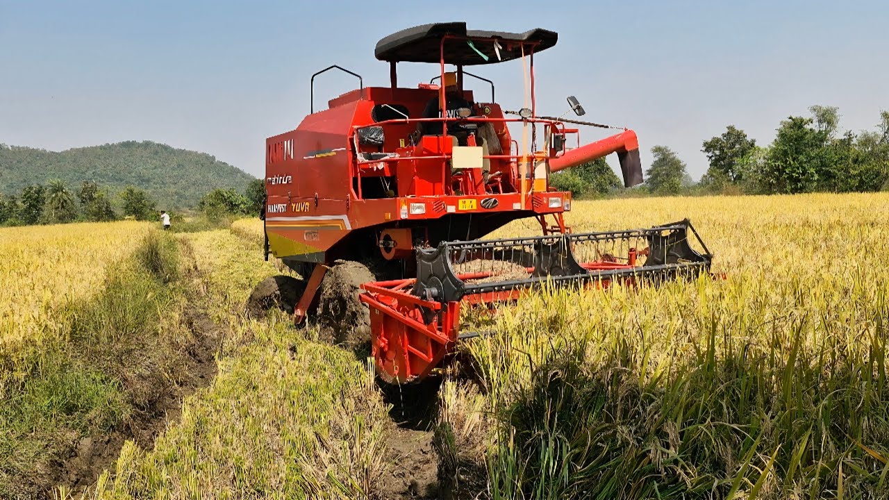 Mahindra  Harvest Yuva compact Harvester 🌾🌾#combineharvester #mahindra #harvester  #sumanta #viral 