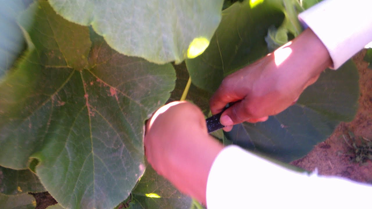 Sauté de Légumes aux feuilles de courge