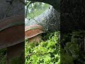 Wow porcini mushrooms #mushroom #porcini #ediblemushrooms #boletus #youtubeshorts #shorts