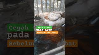 mencegah ayam terkena kaki tremor #hobiayam #ayamshamo #ayamberkualitas
