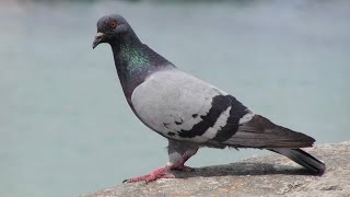 Burung Merpati, burung yang setia sama pasangan