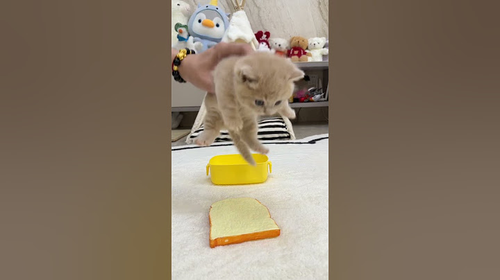 【獨生子的日常】不听话就做成三明治小猫 #小奶喵#铲屎官的乐趣#小奶猫 #铲屎官的乐趣 #洗澡  #猫咪成精#cutecats #萌寵 #cat #動物 #cute #funnycat #pet