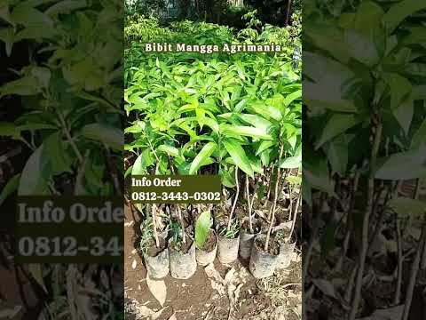 Bibit Mangga Agrimania Cocok untuk Tabulampot