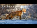 Le rve du renard