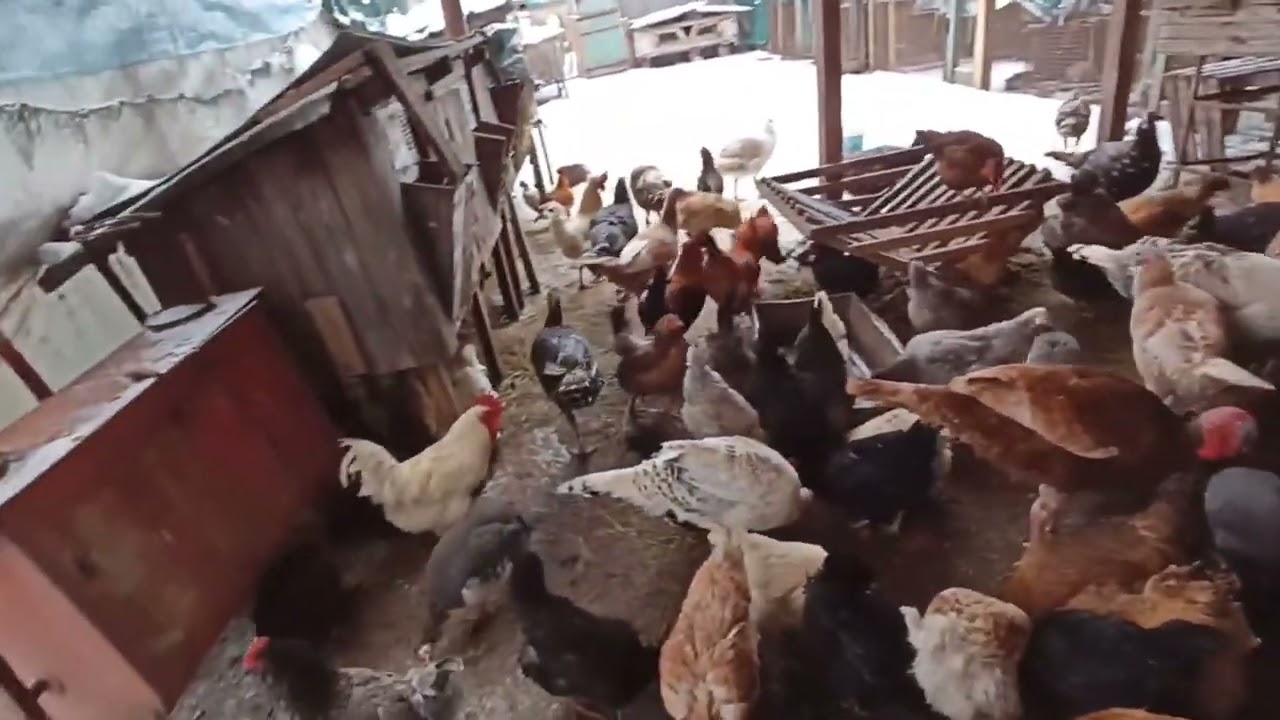 Winter in the village is fun thanks to turkeys