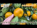 みかん成長観察2025年11月編～みかんの着色が始まりました～