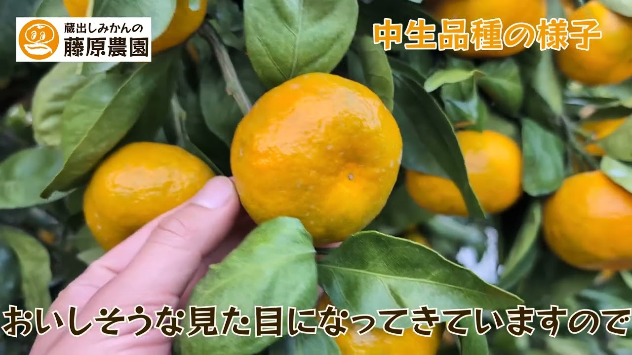 みかんページ Mandarin orange growth observation November 2025 edition