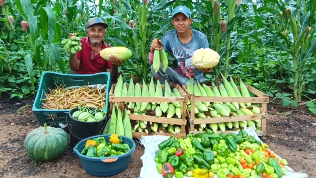 Dia Abençoado Muita Fartura na Roça Veja só as Nossas Colheitas