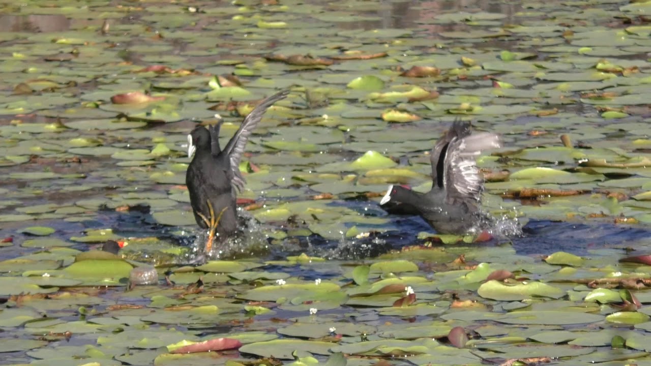 Dusky Moorhen & Eurasian Coot 4 