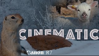 Cinematic Footage (4K) | Canon R7