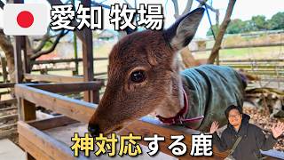 【入場無料】名古屋からすぐ！人懐っこすぎる鹿に会える愛知牧場が最高すぎた！｜日帰り旅