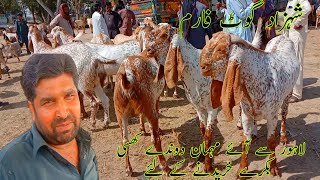 Shahzad  Goat form لاہور سے آئے مہمان دوندے کھسی بکرے خریدنے کے لئے شہزاد گوٹ  فارم پر  Bakra Mandi