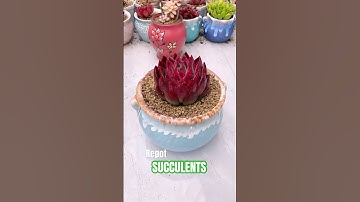 EASY Succulent Repotting! 🪴 Simple Step-by-Step for Stress-Free Transplanting
