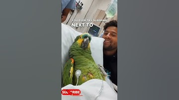Smart Talkative Parrots  #talkingparrot #braingames #gameplay #games #shorts #parrot