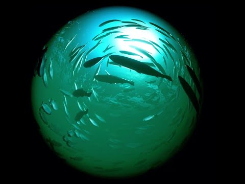 Full Video - Foids: Bio-Inspired Fish Simulation for Generating Synthetic Datasets