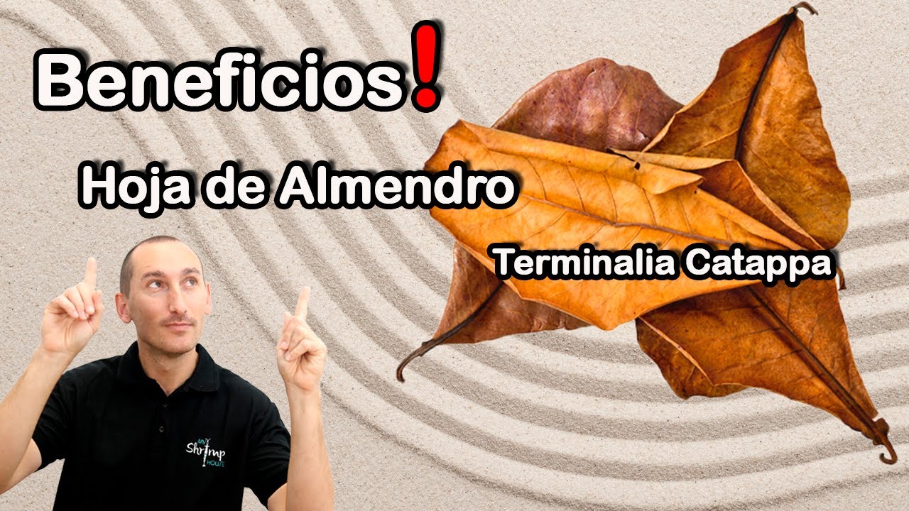 Terminalia Catappa para acuarios plantados, bettas, peces y gambas