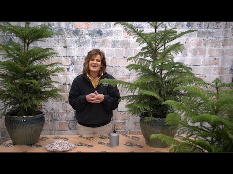 How To Take Care Of A Norfolk Island Pine Plant
