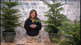 How to Care for a Norfolk Pine ENGLISH GARDENS