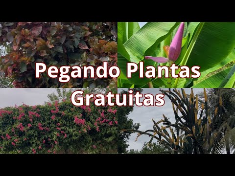 Ficus?| Orquídea| Giboia| Marantas| Hibisco| Comigo Ninguém Pode| Fiolodendro| Palmeira