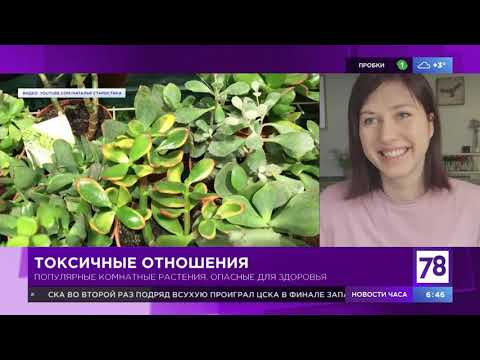 "Полезное утро" об опасных растениях