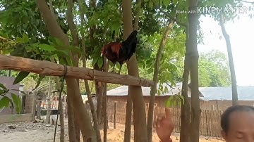 qaib dib qua zoo thiab dib tuaj zoo heev nawb