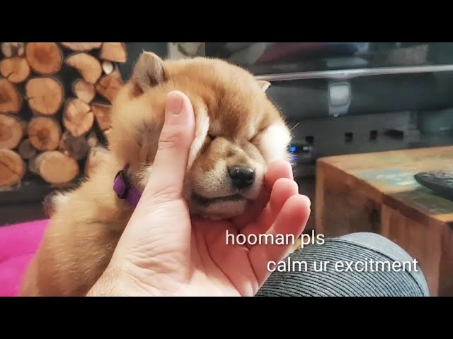 I know am adorbs but pls no squishies / Shiba Inu puppies (with captions)