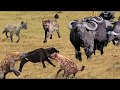 Buffalo fights with Hyena to protect life - The power of Buffalo, What will happen after the battle?