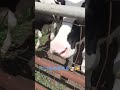いつも仲の良い牛さんに会いに来た#散歩#牛#動物