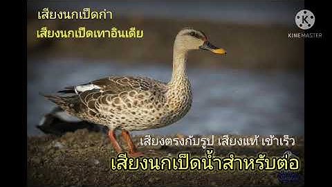 เสียงนกเป็ดเทาพันธุ์อินเดีย นกเป็ดน้ำ สำหรับต่อ ชัด1,000% ไม่มีเสียงรบกวน