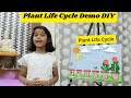 The Journey of a Plant From Seed to Fruit