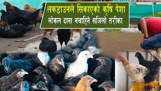 लकडाउनले सिकाएको कृषि पेशा लोकल  दाना नचाहिने सजिलो तरिका local kukhura palne/kukhura farm in nepal