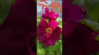 #Tree Peony #목단 #토종 #2026년 4월 10일