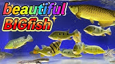 アロワナが食う コスパが良い古代魚餌 おとひめ をあたえてみた アクアリウム 熱帯魚 Youtube アロワナが食う コスパが良い古代魚餌 おとひめ をあたえてみた アクアリウム 熱帯魚 Youtube