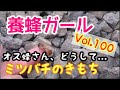 ”養蜂ガール” Vol.100 2020.4.23 オス蜂が次々と・・・ミツバチ劇場