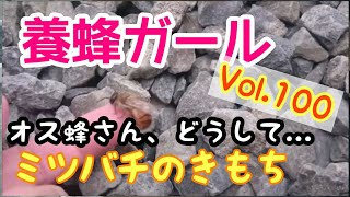 ”養蜂ガール” Vol.100 2020.4.23 オス蜂が次々と・・・ミツバチ劇場