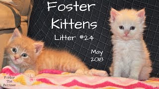 Kitten Cuteness! Foster Litters #24 #23 #22