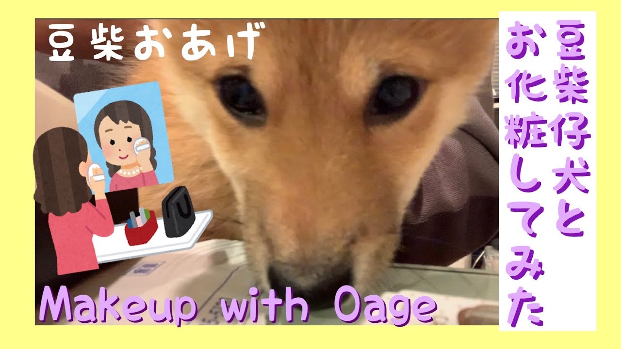 豆柴子犬を膝に乗せてメイクしたら可愛すぎた【日常Vlog】 YouTube