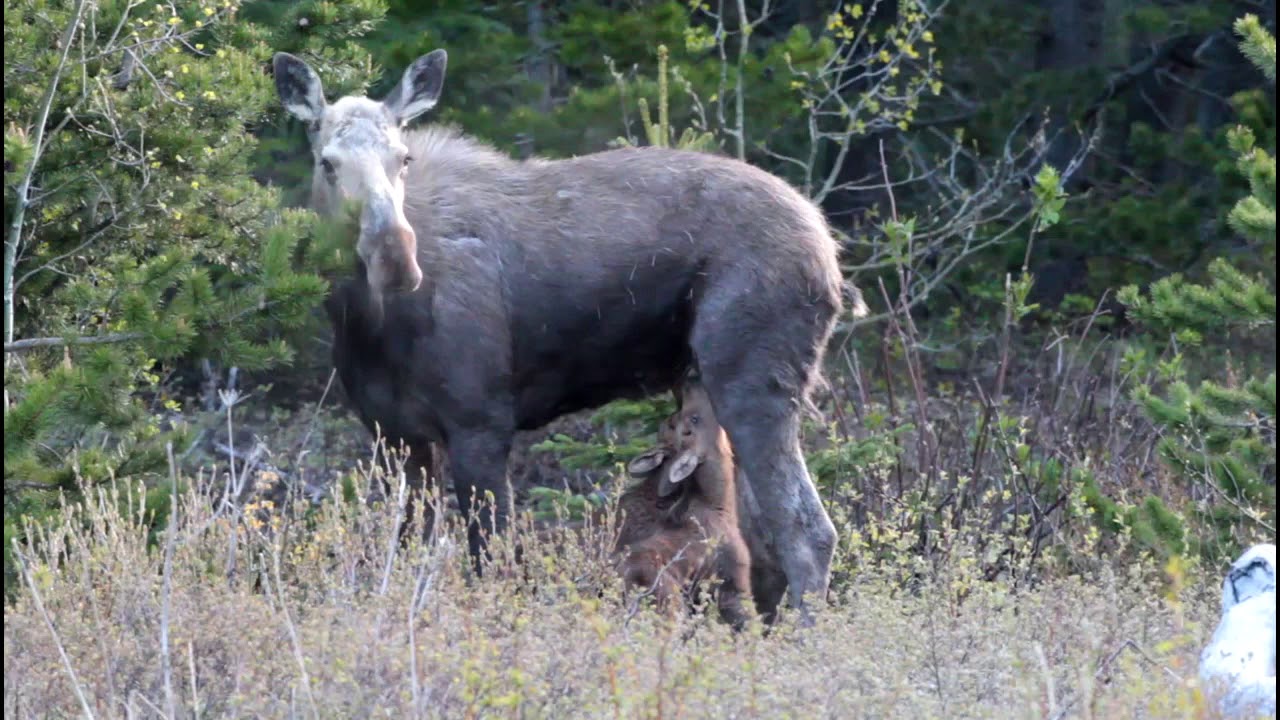 moose-cow-with-calves-nursing-youtube