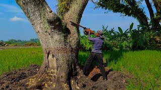 CUTTING A TREMBESI TREE IN THE MIDDLE OF A RICE FIELD AMONG THE DISCOVERY OF RARE ANIMALS ‼️STIHL by Wono Chenel 16,895 views 4 months ago 14 minutes, 31 seconds