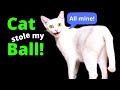 Tales From Tech Support - The cat stole my ball!