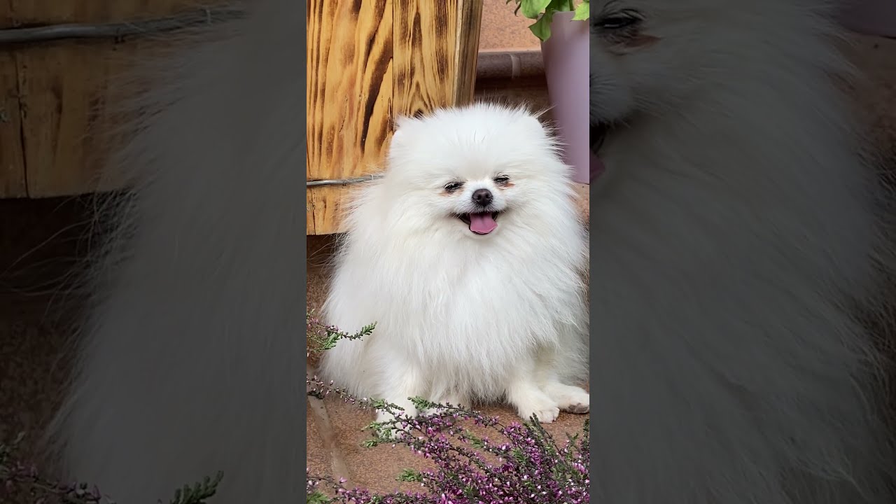 Who all wants me? 😎 Cute Pet Videos – 11 #shorts  #youtubeshorts  #short  #shortvideos | Dog tongue