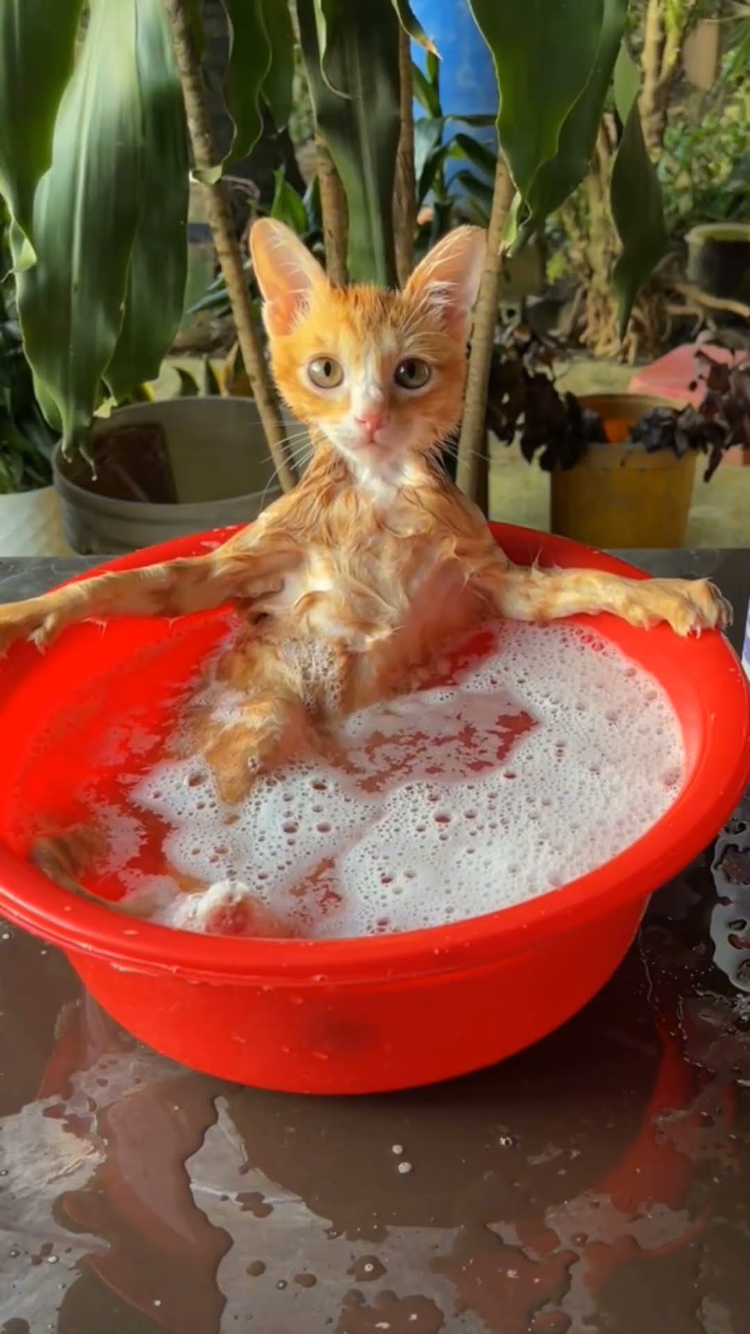 Très mignon petit chaton orange ??????