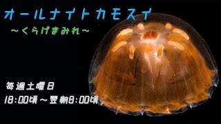 オールナイトカモスイ　～くらげまみれ～ #202　シンブルジェリー