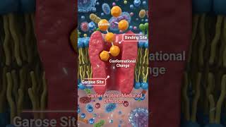 Facilitated Diffusion Explained in 30 Seconds! | Passive Transport Made Easy 🔥
